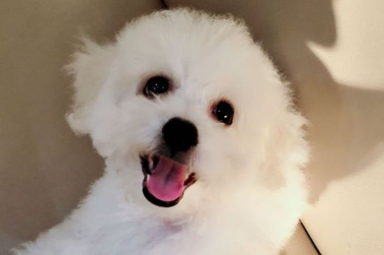 比熊蛋蛋发黑怎么回事