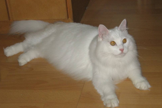猫咪舔毛时咬是怎么了