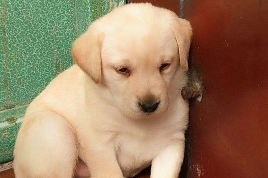 拉布拉多犬好养吗，乖巧温顺没攻击性适合家养
