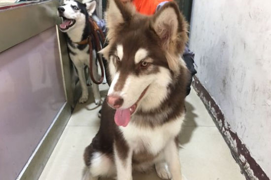 狗狗下雨天会迷路吗