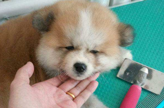 秋田幼犬几个月退胎毛