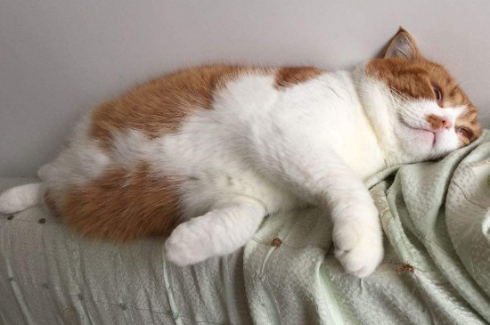 封闭的房间里猫不见了，猫在屋里就是找不到了怎么办
