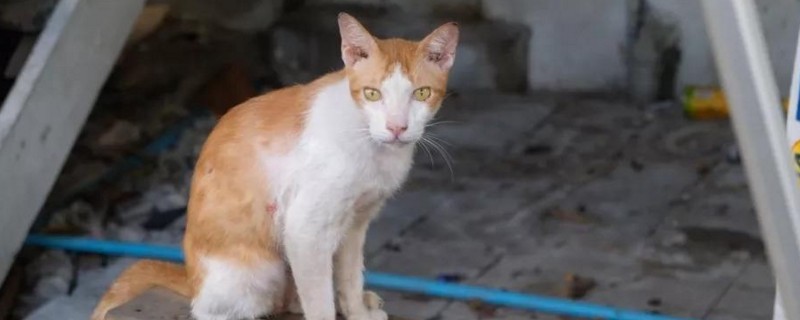 猫后脖子皮肤里有硬块