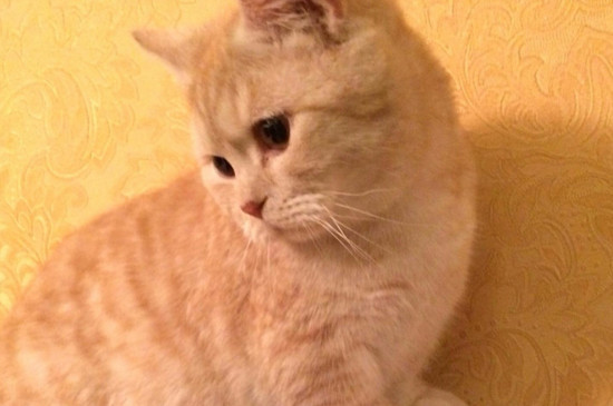 猫走路不稳像喝多一样