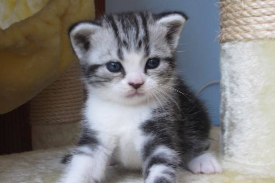最适合家养的猫排名