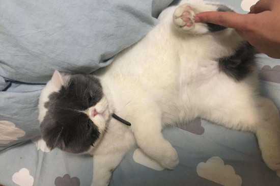 母猫害怕公猫的表现