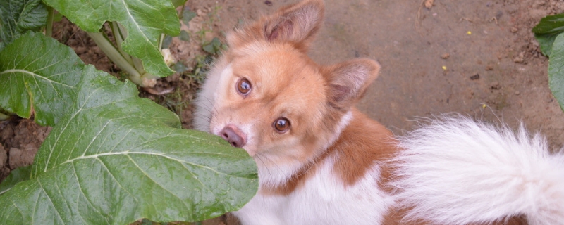 狗能喝999感冒冲剂吗