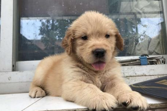 金毛幼犬打嗝怎么回事