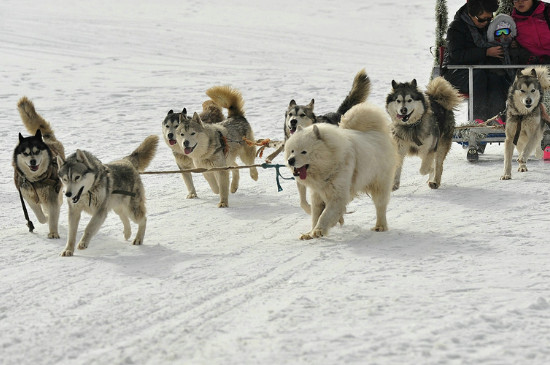 雪橇犬怕冷吗