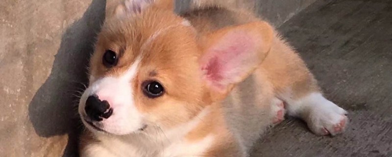 柯基犬怎么养才能听话