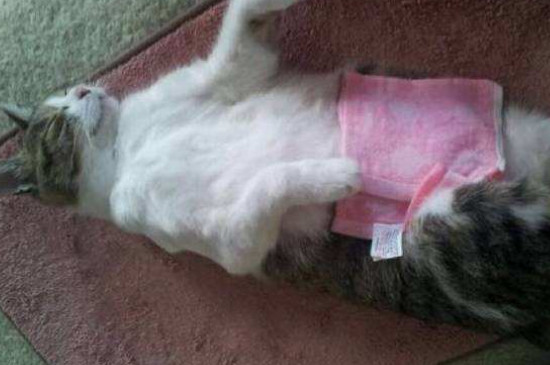 母猫涨奶怎么办