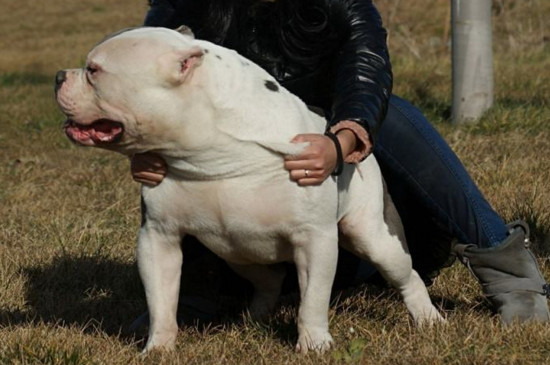 恶霸犬在美国为啥禁养