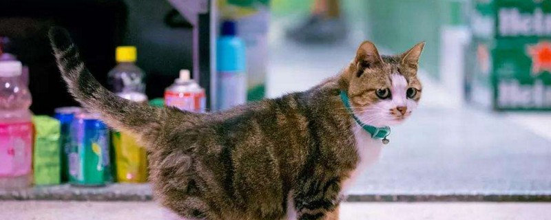 被猫咬破皮了怎么办