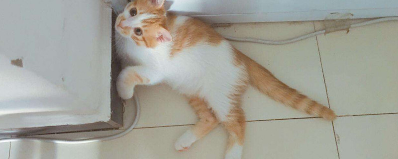 小猫体外驱虫后能碰吗