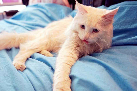 猫咪大便正常但是带血怎么回事