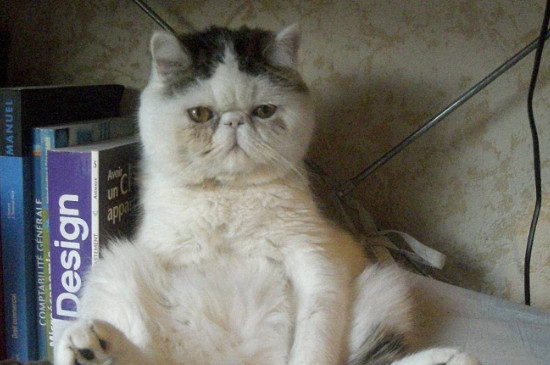 猫拉黄稀粑粑怎么办