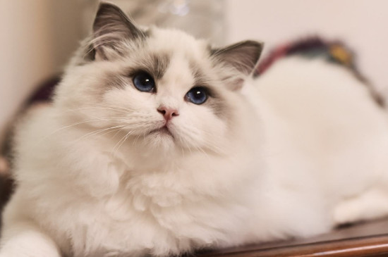 猫瘟会通过衣服传染吗
