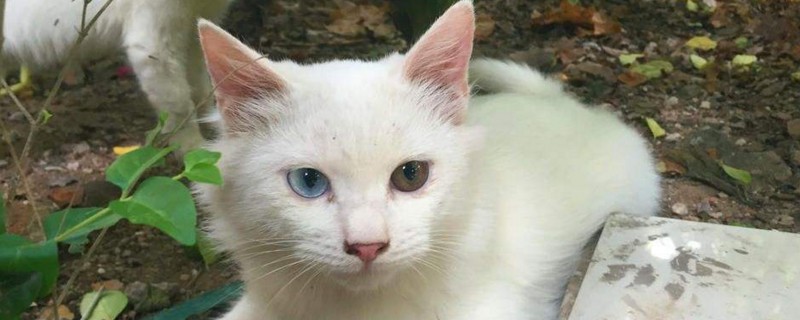 狮子猫为什么那么粘人