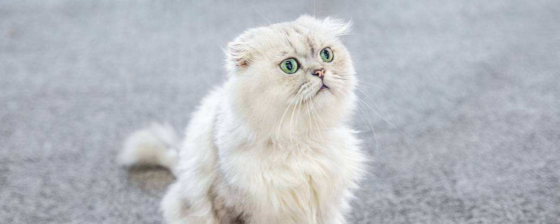 猫能吃鱿鱼吗