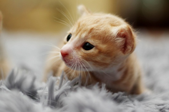 猫两天没有大便
