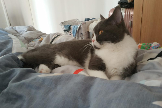猫咪绝育后还会发情嘛