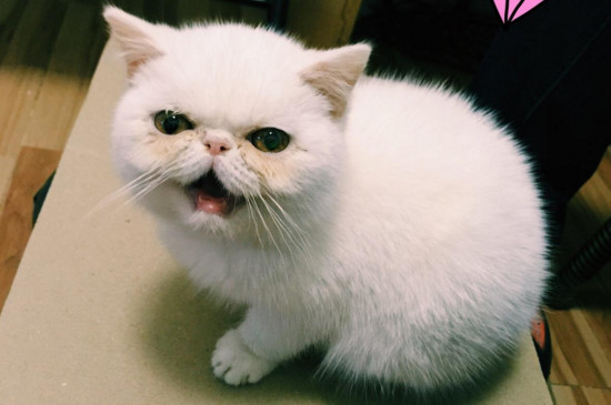 两个月的猫可以吃罐头吗