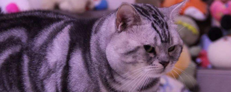 第一次带猫咪回家禁忌