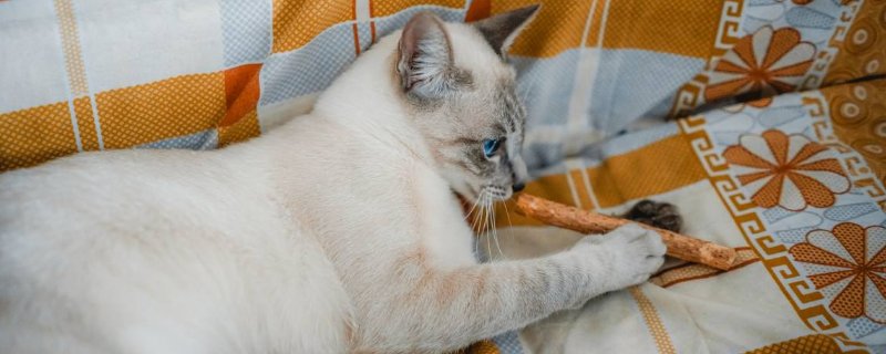 达克宁治猫藓吗