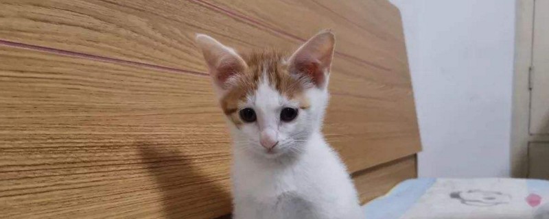 猫传腹早期症状