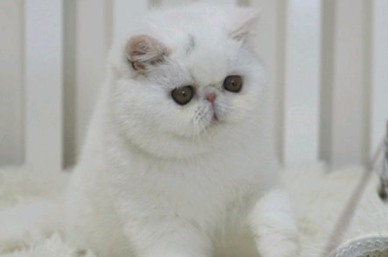 猫咪一只眼睛流眼泪