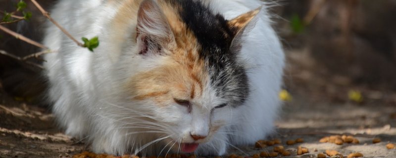 猫肚子向两侧鼓