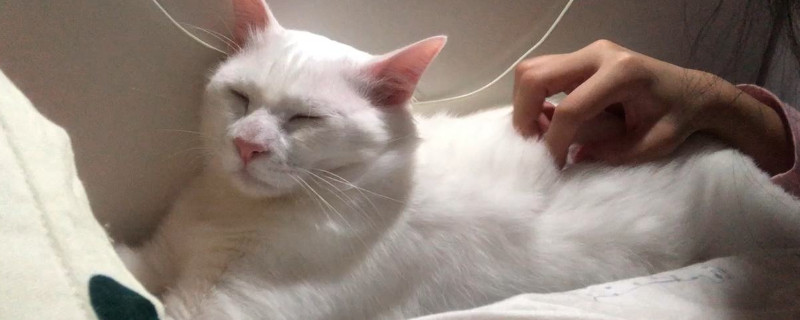 户外养猫怎么过冬