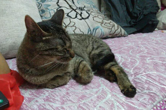 狸花猫会怎么对主人