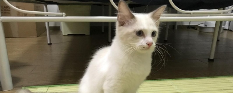 两个月的小猫怎么驱虫