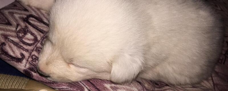 狗狗消化不良的症状