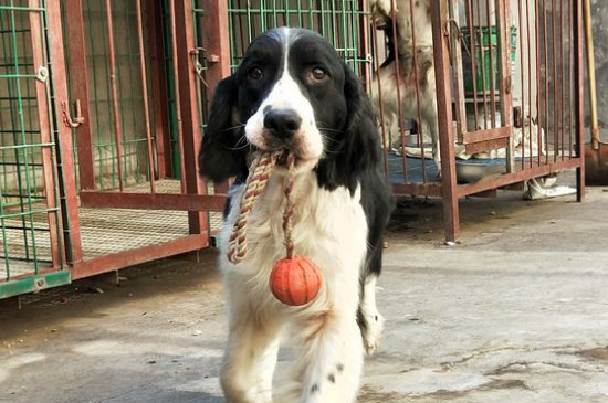 猎犬干什么最快乐