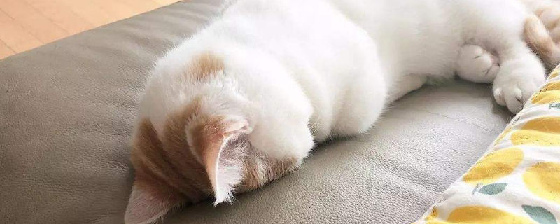 猫爪抓破了皮要打针吗