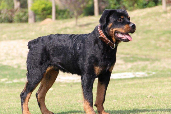 养猛犬首选什么犬