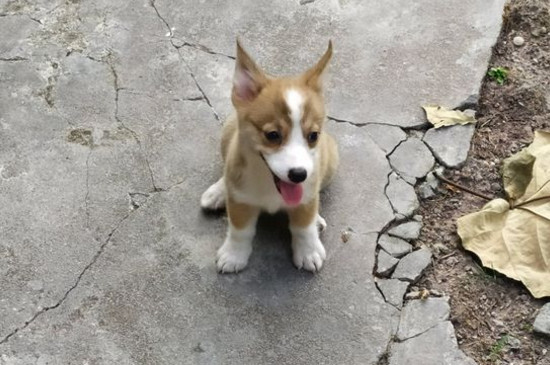 狗喝自己的尿怎么办