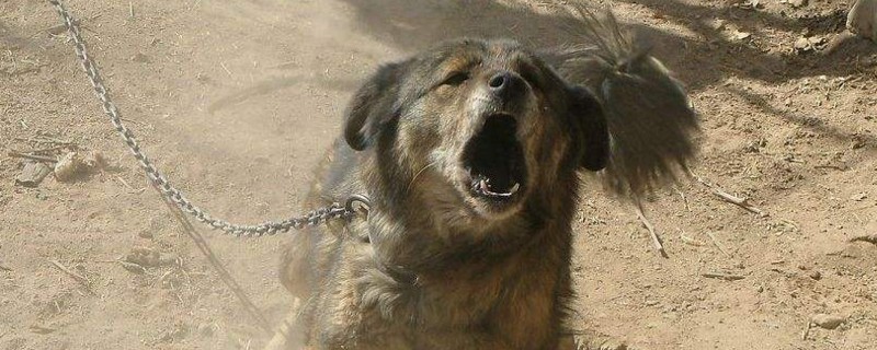 为什么要禁养中华田园犬