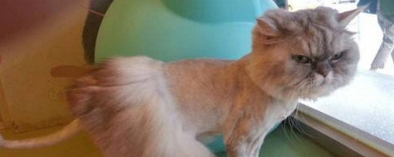 猫毛可以剃光吗