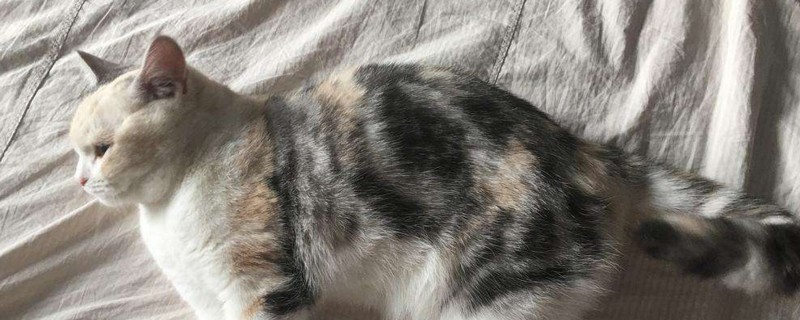 猫三联每年都要打吗
