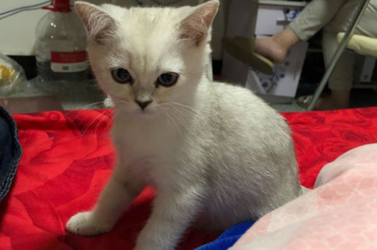 猫藓刚开始什么症状
