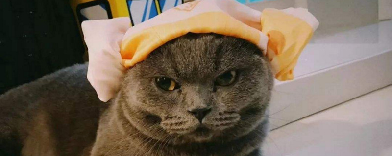 英短蓝猫一天喝多少水