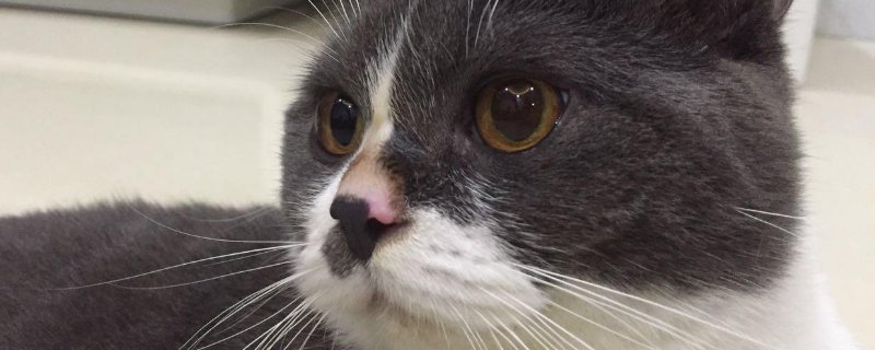 猫吃赖氨酸副作用