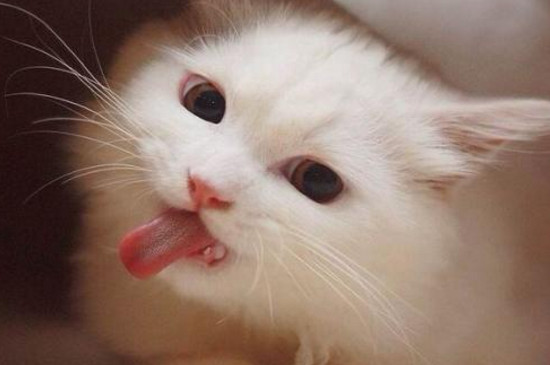 猫张嘴吐舌头
