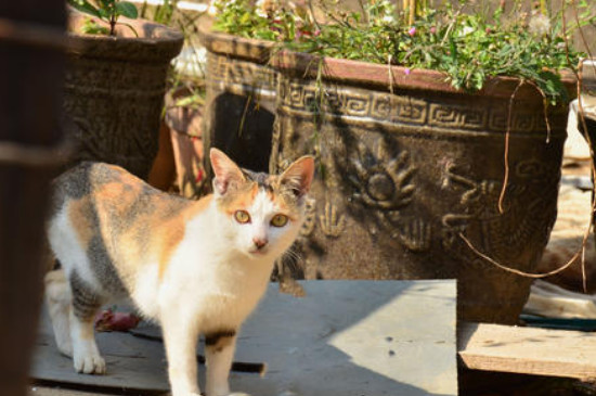 野猫吃什么