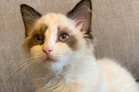 室内养猫推荐品种