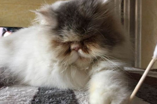 加菲猫拉稀怎么办