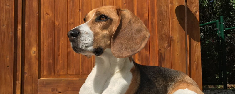 狗狗打了狂犬疫苗抓人有事吗